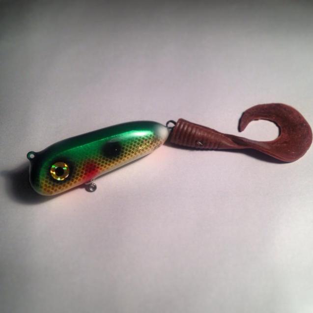 Svartzonker Flat-Tail.