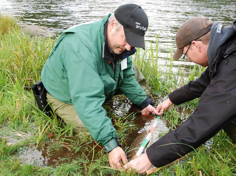 JanO mäter Havsöring