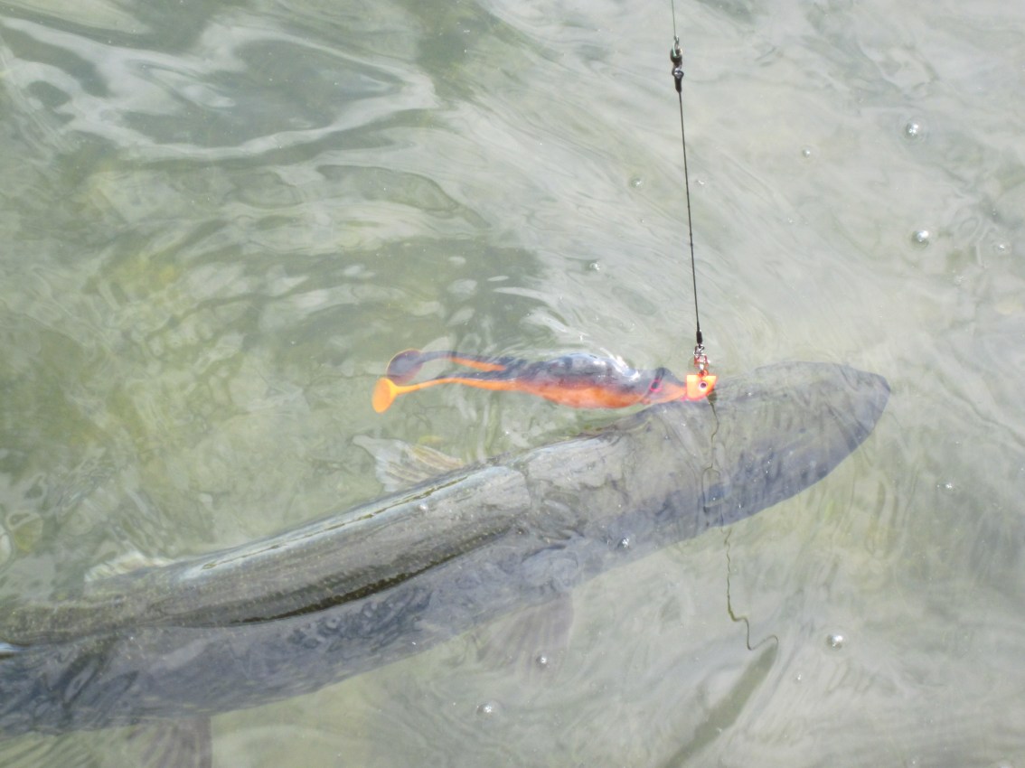 Evert Oostdam – TournamentBait - Kicker