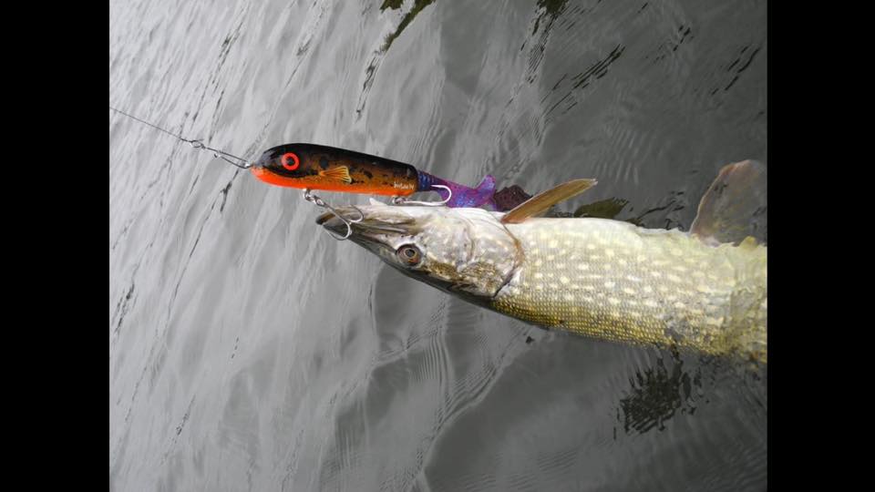 Micke Holmertz – Birkan Venom tail