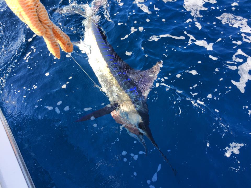 1483410_10154788579740231_6305353601136649502_n