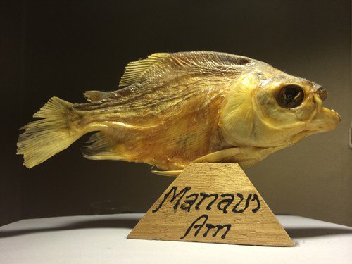 214696-b5b45d4b32a849c3b856fd41d1e59db8