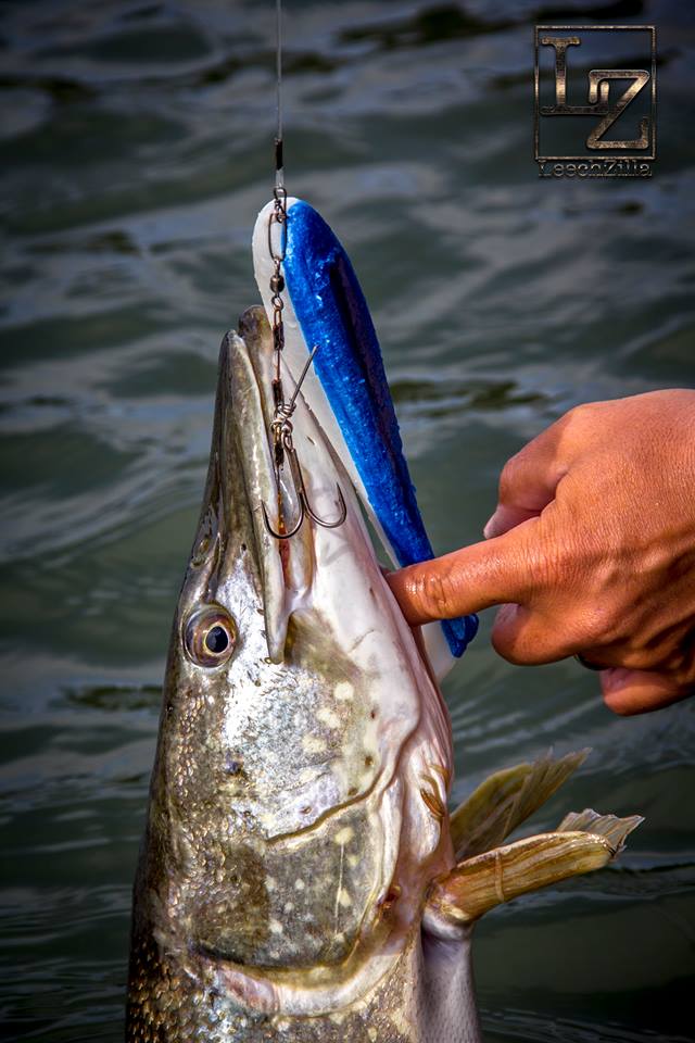 Alexander LeechZilla Lexén – Jiggen