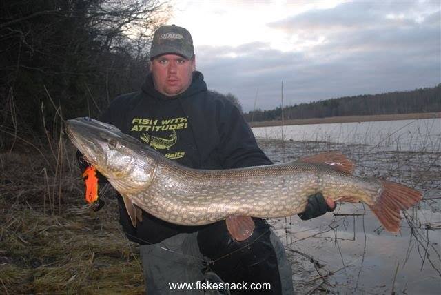 Jonas Karlsson – Musky Innovations Bull Dawg