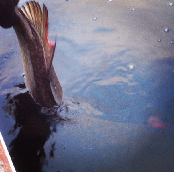 CaesarLures Fiskesyndrome2