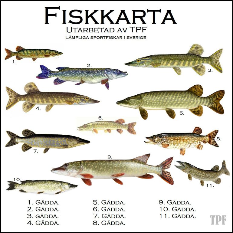 FiskkartaTPF1