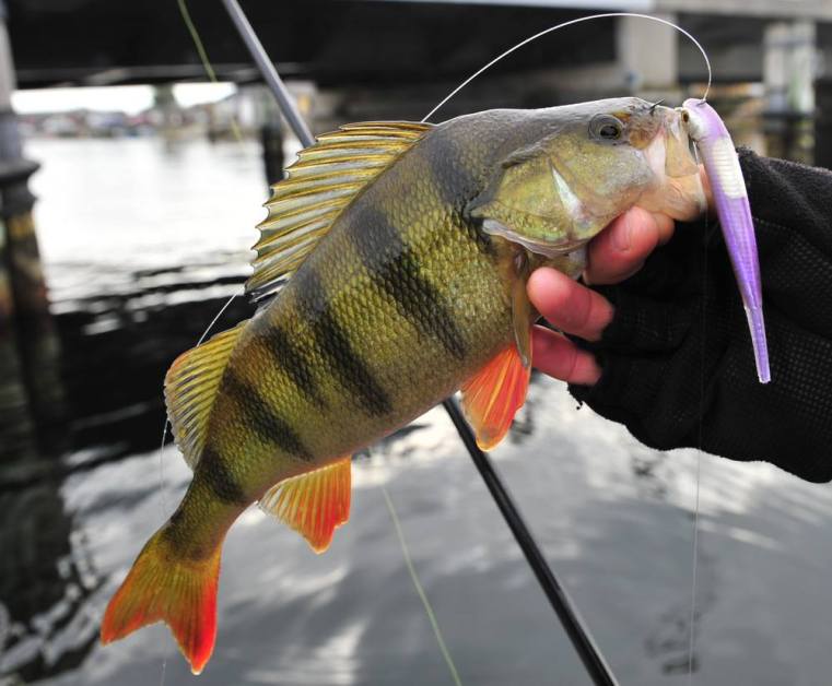 1273401_10151630024095756_1235799512_o