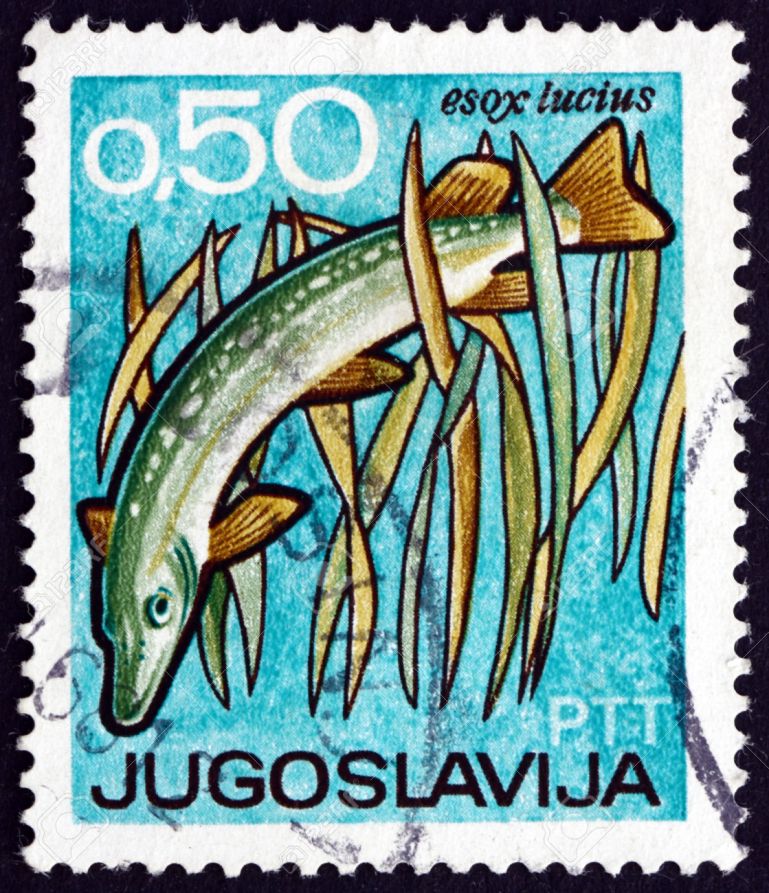 YUGOSLAVIA - CIRCA 1967: a stamp printed in the Yugoslavia shows Pike, Esox Lucius, Fish, International Fishing and Hunting Exposition and Fair, Novi Sad, circa 1967
